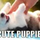 Seven Super Cute Puppies But Can You Pick Just One?