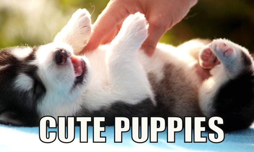 Seven Super Cute Puppies But Can You Pick Just One?