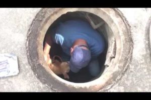 Sewer Rescue | Stray Rescue of St.Louis