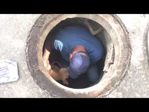 Sewer Rescue | Stray Rescue of St.Louis