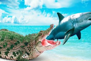 Shark Vs Crocodile Attack Marmaid Color Dinosaurs Animal Fights Cartoon for Children Kids Short Film
