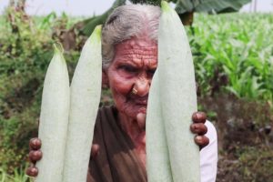 Snake Gourd & Milk Recipe || Easy Snake Gourd Curry || Potlakaya Curry With Milk By My Granny's