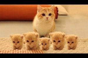 So many cute kittens videos compilation 2018