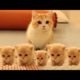 So many cute kittens videos compilation 2018