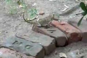 Squirrel vs. Lizard : The games animals play !!