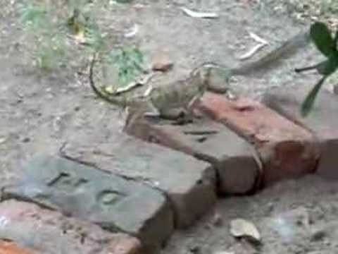 Squirrel vs. Lizard : The games animals play !!