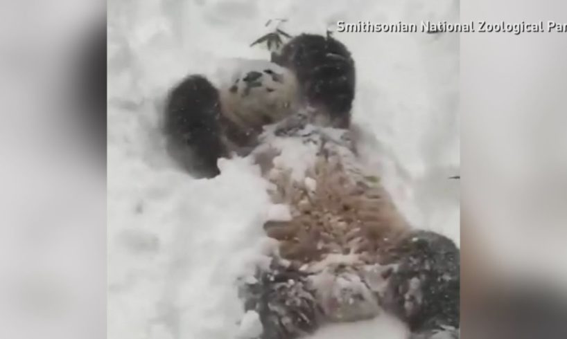 Storm Jonas: These animals really enjoy playing in snow