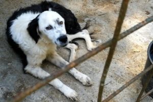 Stuck in a Pound Her Whole Life, This Scared Dog Began to Lose All Hope