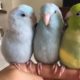 Super Cute Animals ❤️ Funny and Cute Parrots Videos Compilation #36