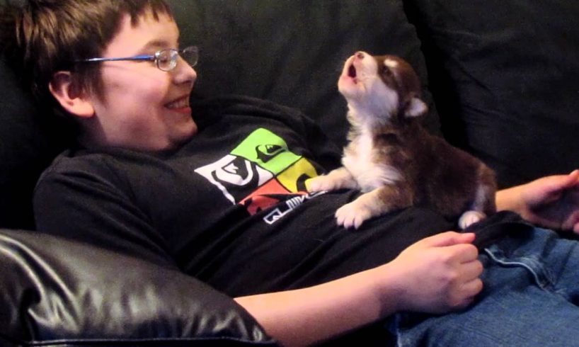 Super Cute Puppies Learning to Howl * BestUsaPuppies *