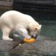 Super-cute ANIMALS PLAYING WITH PUMPKINS anything but scary