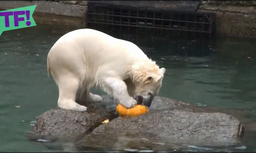 Super-cute ANIMALS PLAYING WITH PUMPKINS anything but scary