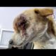 Sweetest street dog beats cancer - Animals Rescued  Ep 145