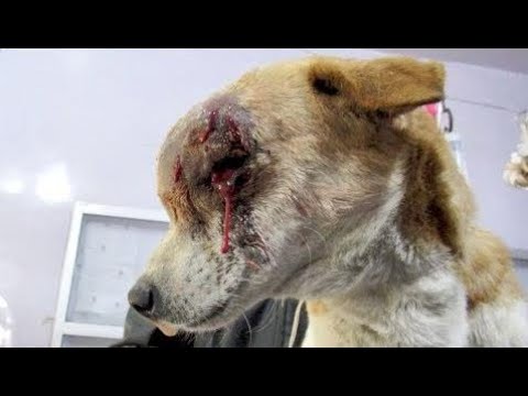 Sweetest street dog beats cancer - Animals Rescued  Ep 145