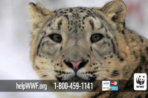 Symbolically adopt a snow leopard and support WWF's conservation work around the globe