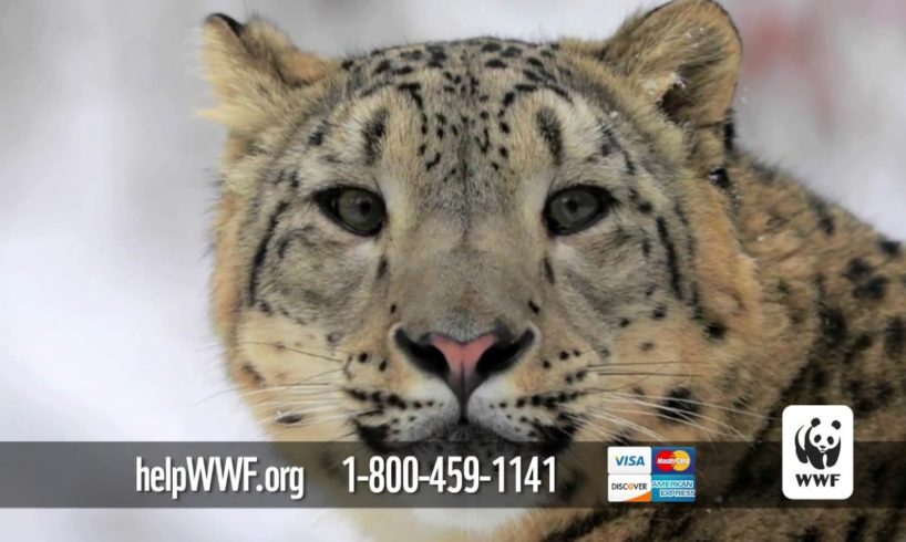 Symbolically adopt a snow leopard and support WWF's conservation work around the globe