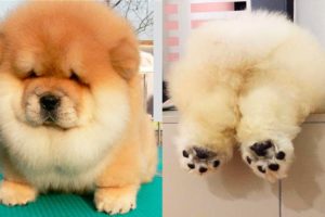 THE CUTEST DOG BREEDS In The World