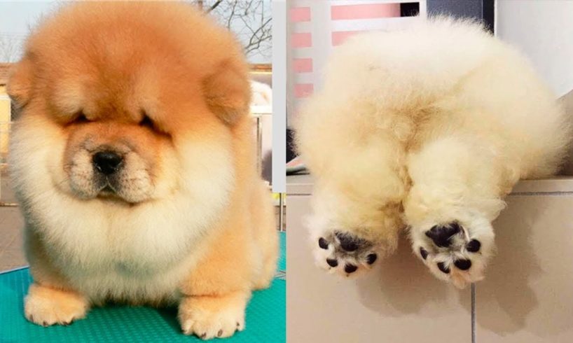 THE CUTEST DOG BREEDS In The World