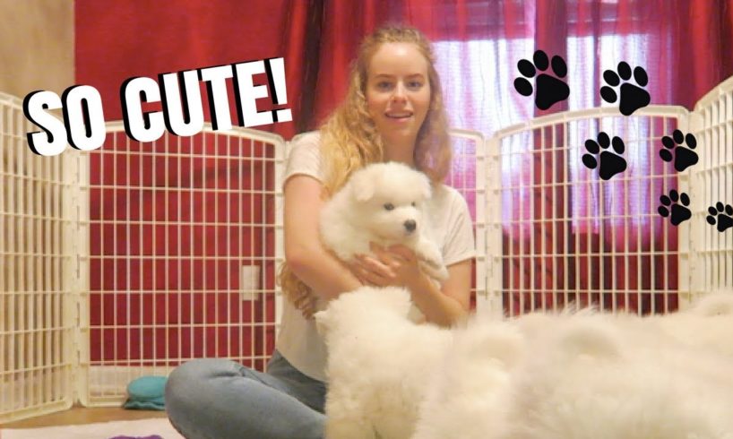 THE CUTEST PUPPIES!! | Vlogmas Day 6