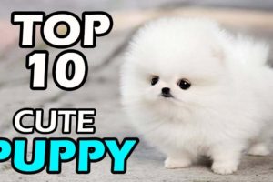 TOP 10 CUTE PUPPY BREEDS