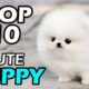 TOP 10 CUTE PUPPY BREEDS