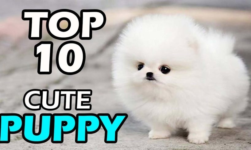 TOP 10 CUTE PUPPY BREEDS