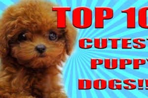 TOP 10 CUTEST DOGS PUPPIES IN THE WORLD!!! 2017!!