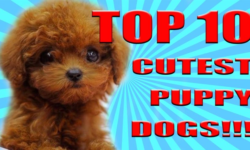 TOP 10 CUTEST DOGS PUPPIES IN THE WORLD!!! 2017!!