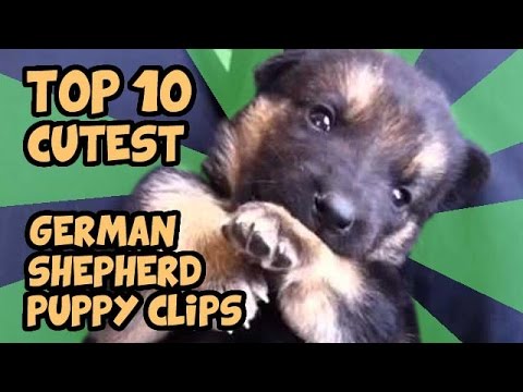 TOP 10 CUTEST GERMAN SHEPHERD PUPPIES OF ALL TIME