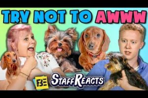 TRY NOT TO AWWW CHALLENGE w/ REAL PUPPIES!! (ft. FBE Staff)