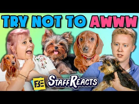 TRY NOT TO AWWW CHALLENGE w/ REAL PUPPIES!! (ft. FBE Staff)