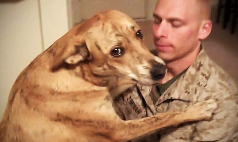 Try Not To Cry Dogs Meet Their Owner After Long Time Ii New Hd Funny Pets Try Not To Cry Dogs Meet Their Owner After Long Time Ii New Hd Funny Pets