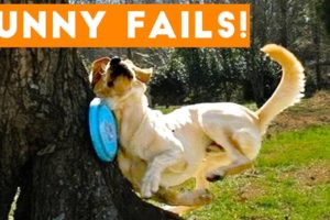 TRY NOT to LAUGH Animals FUNNY PET FAILS Compilation  2018 | Epic Pet Videos & Moments