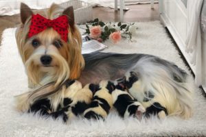 Teacup Yorkie delivers many cute puppies- Dog Giving Birth Video