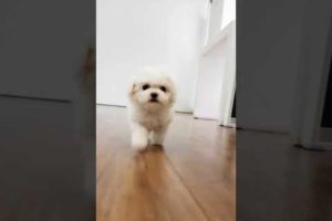 Teacup bichon frise is so cutest puppy and lovely video - Teacup puppies KimsKennelUS