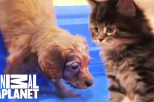 The Best Of Curious, Cuddly Kittens And Puppies! | Too Cute!