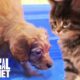 The Best Of Curious, Cuddly Kittens And Puppies! | Too Cute!