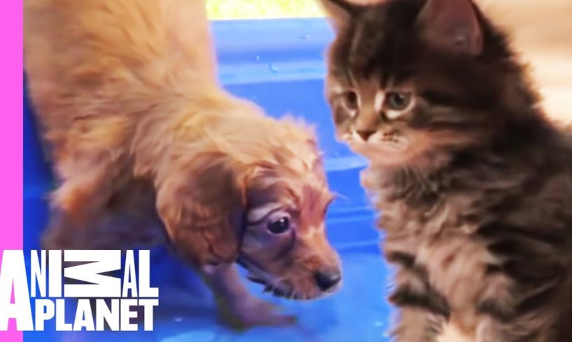 The Best Of Curious, Cuddly Kittens And Puppies! | Too Cute!