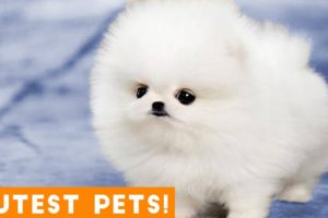 The Cutest Pets of All Time Comp #1 March 2018 | Funny Pet Videos Monthly Montage ft. Dogs & Cats