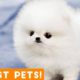 The Cutest Pets of All Time Comp #1 March 2018 | Funny Pet Videos Monthly Montage ft. Dogs & Cats