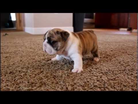 The Cutest Puppies Compilation