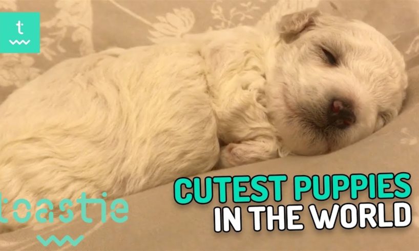 The Cutest Puppies in the World [Part 1]