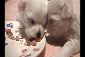 The Cutest puppies 2019