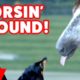 The Funniest Horse & Pony Videos of 2016 Weekly Compilation | Kyoot Animals
