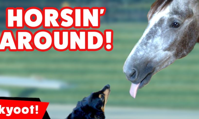 The Funniest Horse & Pony Videos of 2016 Weekly Compilation | Kyoot Animals