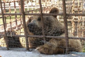 The Great Bear Rescue