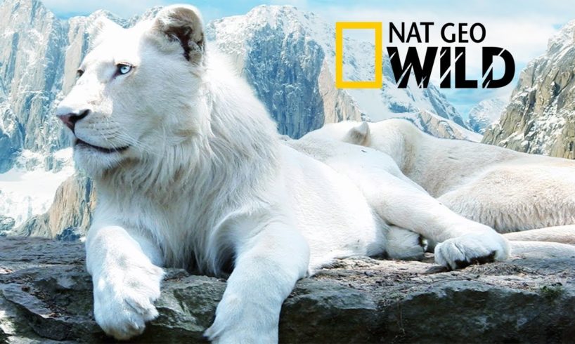 The Rare and Exotic Animals " White Lions"-[HD]National Geographic[Full Documentary]
