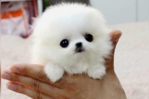 The SMALLEST DOG BREEDS in the World