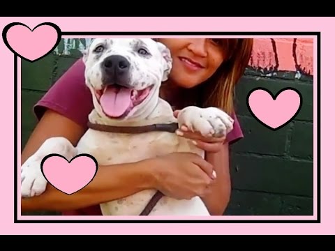 The cutest Puppies I have ever seen on Youtube - Funny Puppy Compilation