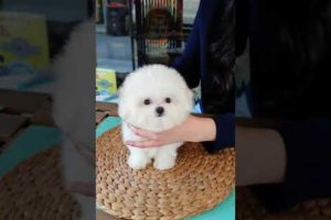 The world's cutest bichon frise lovely and cutest puppy - Teacup puppies KimsKennelUS
